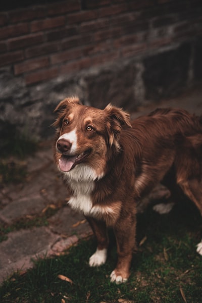 Look up white and brown dog
